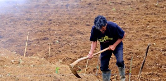 agricultor mayor