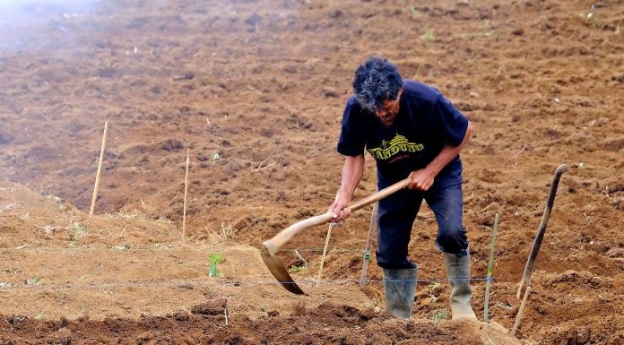 Un nuevo informe confirma el acusado envejecimiento del sector agrario español agricultor mayor