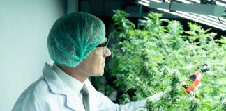 Spider Farmer se expande en la UE con la legalización del cannabis de Alemania cannabis