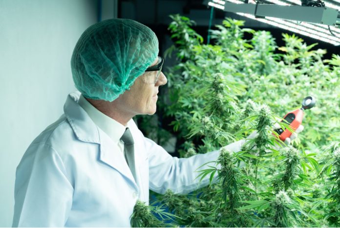 cannabis