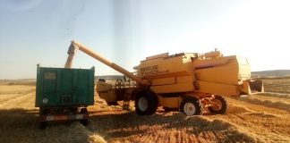 Pide a Ministerio de Agricultura y UE que prohíban la importación de grano en campaña para evitar el desplome de los precios siega de cereal