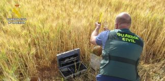Dos detenidos por comercio ilegal de variedades protegidas de cereal GUARDIA CIVIL CEREALES