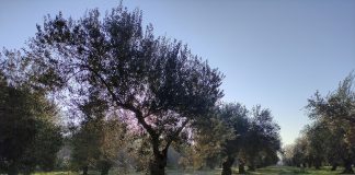 Detectan 173 nuevas variedades de olivo a nivel nacional Olivos