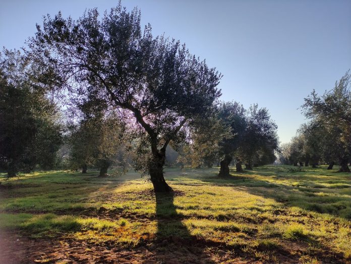 Olivos