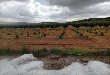 Las tormentas de pedrisco de abril y mayo supondrán 50 millones en indemnizaciones para agricultores granizo Manzaneque