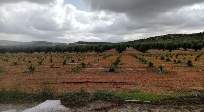 Las tormentas de pedrisco de abril y mayo supondrán 50 millones en indemnizaciones para agricultores granizo Manzaneque