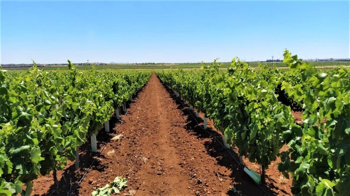 PLANTACION MACABEO EN TIERRA DE BARROS DESTINADA A CAVA uva macabeo