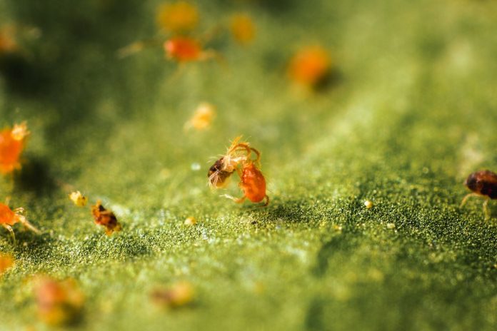 Phytoseiulus persimilis