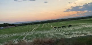 Patos, jabalís y flamencos destrozan los arrozales de la Albufera arrozales de la Albufera