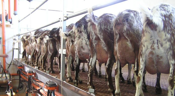 Otro mazazo para la leche de cabra andaluza cabras de leche