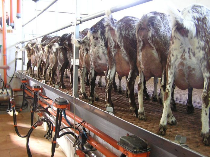 cabras de leche