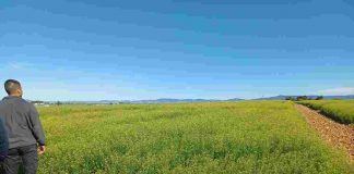 Camelina y carinata, dos cultivos oleaginosos que favorecen la diversificación sostenible en tierras cultivables camelina