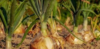 Denuncia desplome de precios de cebolla, por debajo de costes de producción cebollas