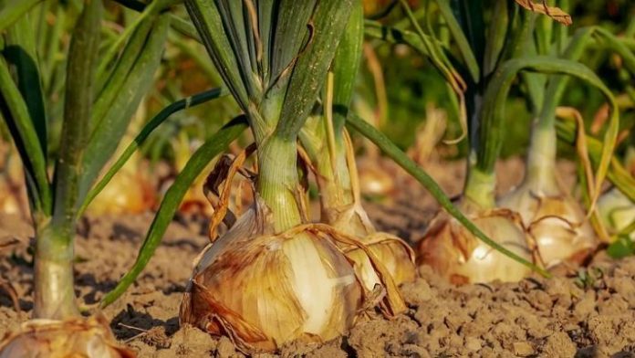cebollas