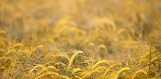 El precio de los cereales se estabiliza en julio en Castilla-La Mancha cereales