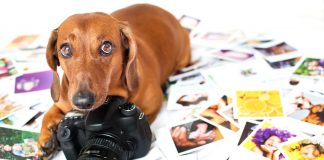 Aprende a fotografiar los animales domésticos: un desafío al alcance de tus manos fotografiar animales domésticos