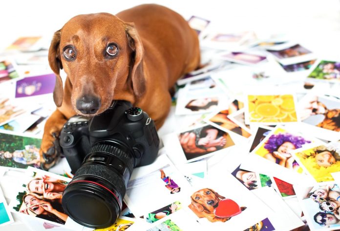 fotografiar animales domésticos