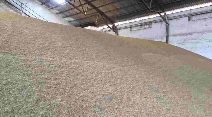 La cosecha nacional de cereales de 2025, la segunda mejor de la historia mercado de cereales