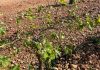 Agroseguro supera los 35 millones de euros ya abonados por los siniestros en uva de vino pedrisco viñas