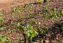 Agroseguro supera los 35 millones de euros ya abonados por los siniestros en uva de vino pedrisco viñas