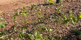 Agroseguro paga las indemnizaciones por los daños en el viñedo, con un abono de 40 millones pedrisco viñas