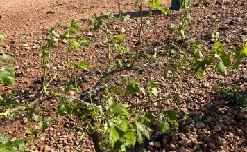 Agroseguro supera los 35 millones de euros ya abonados por los siniestros en uva de vino pedrisco viñas