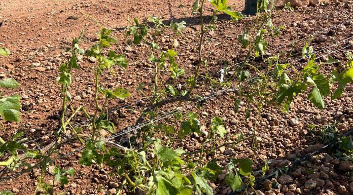 Agroseguro supera los 35 millones de euros ya abonados por los siniestros en uva de vino pedrisco viñas