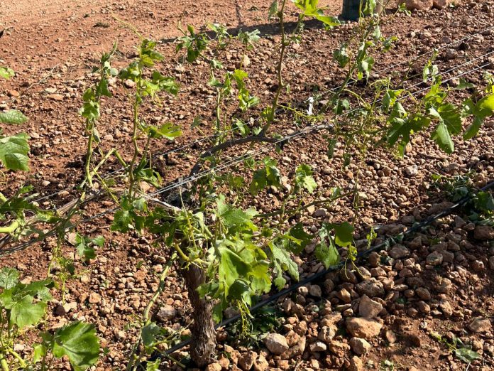 pedrisco viñas