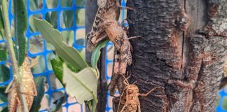 Millones de saltamontes dañan viñedos y olivos en Requena (Valencia) saltamontes