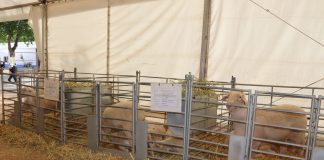 ‘El Consuelo’, de Herencia, mejor presentación de oveja manchega en la 62ª edición de Fercam subasta ovejas manchegas