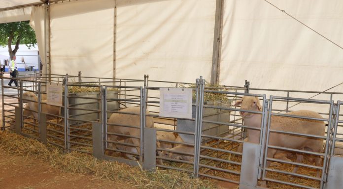 ‘El Consuelo’, de Herencia, mejor presentación de oveja manchega en la 62ª edición de Fercam subasta ovejas manchegas