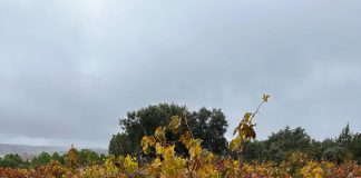 Antonio Serrano, joven enólogo de Villarrobledo (Albacete) pone su punto de mira en la Ribera del Duero soriana Antonio Serrano