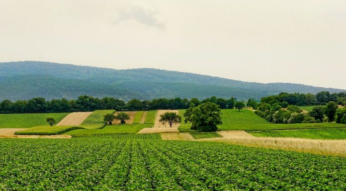 VOX defiende en todas las instituciones la soberanía alimentaria campo