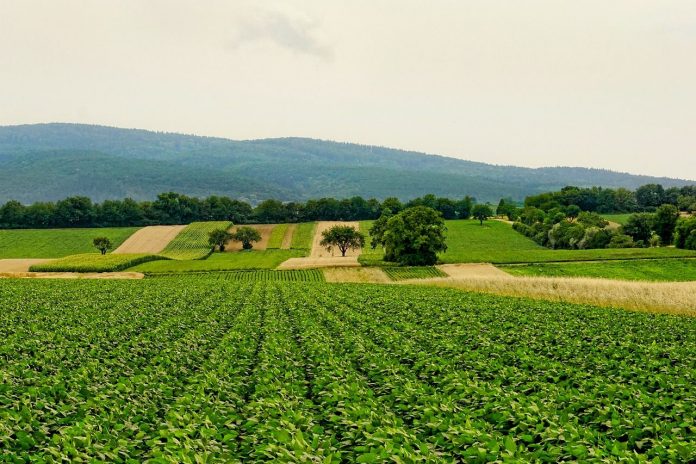 campo