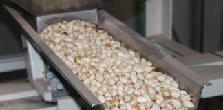 Estudian cómo adelantar dos años la primera cosecha de pistacho Pistachos