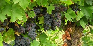 Desinterés de agricultores por optar a nuevas plantaciones de viñedo en dos Denominaciones de Origen uva mencia