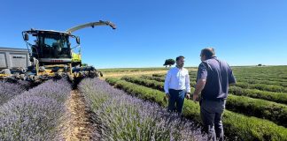 VOX exige ayudas para los agricultores de lavanda de Castilla-La Mancha VOX LAVANDA