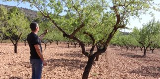 La sequía y la falta de apoyo al secano amenazan “de muerte” al almendro almendro
