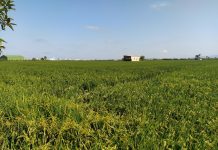 El arroz europeo, en riesgo por el Reglamento SPG (Sistema de Preferencias Generalizadas) campos de arroz