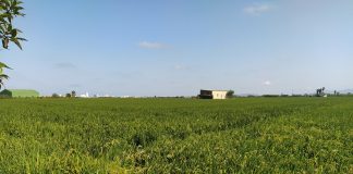 Denuncia el acoso de Inspección de Trabajo y las fuerzas de seguridad en los campos de arroz campos de arroz