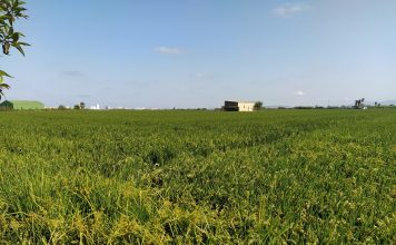 El arroz europeo, en riesgo por el Reglamento SPG (Sistema de Preferencias Generalizadas) campos de arroz