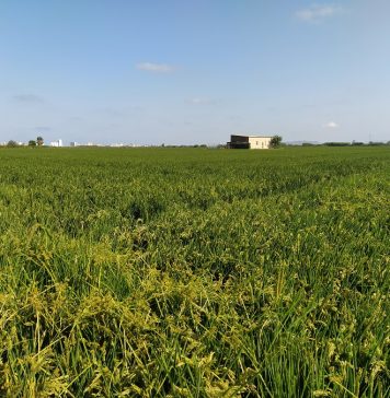 El arroz europeo, en riesgo por el Reglamento SPG (Sistema de Preferencias Generalizadas) campos de arroz