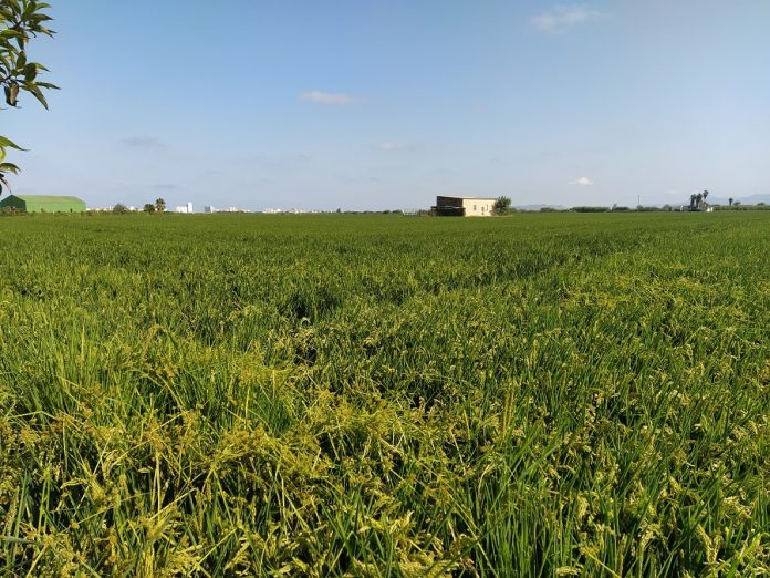 campos de arroz