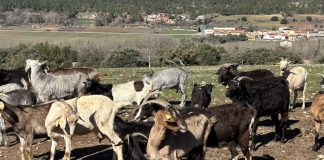 Gobierno de Castilla-La Mancha convoca las ayudas a las Agrupaciones de Defensa Sanitaria Ganaderas (ADSG) cabras