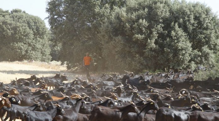 Andalucía acogerá el I Curso Internacional de Expertos en Producción Caprina cabras