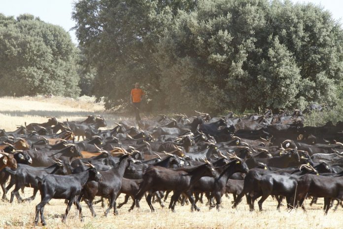 cabras