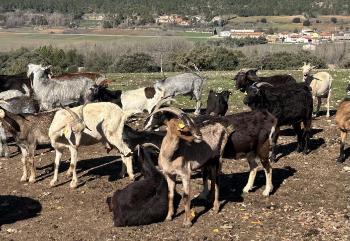 cabras cabras