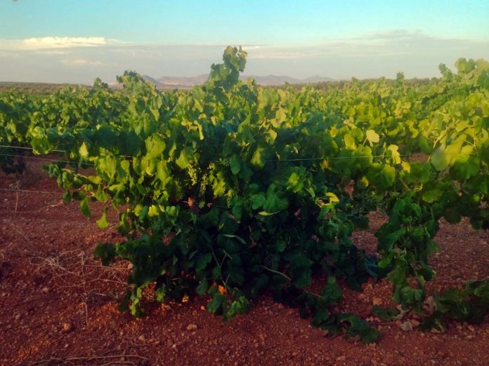 uva de cava