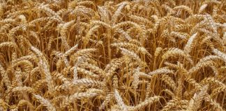 Los precios internacionales de los cereales suben y deberían trasladarse al mercado nacional cereales