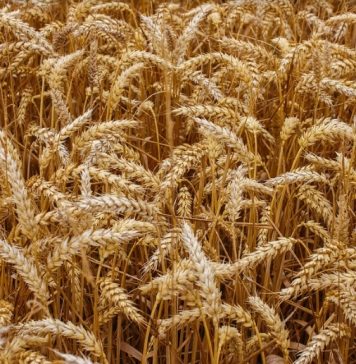 El granero de España pierde 224.000 hectáreas de cereal en un solo año cereales
